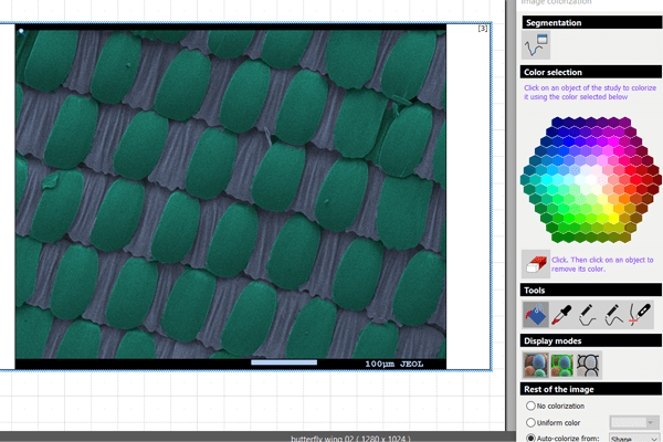 SEM image colorized using the MountainsSEM auto-colorization feature