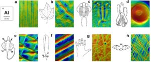 Imaging fish scale topography in situ - Digital Surf