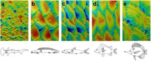Fish scales analyzed with Mountains software