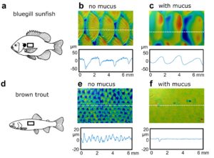 Fish Scales: What Are The Different Types Of Scales In Fishes?